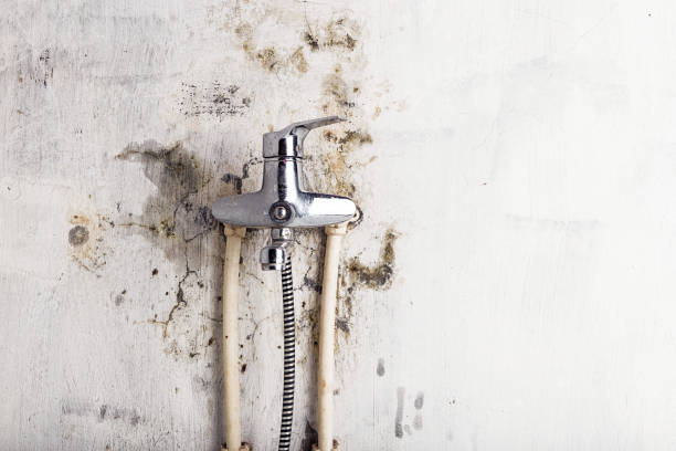 Best Emergency Mold Removal  in Ormond Beach, FL