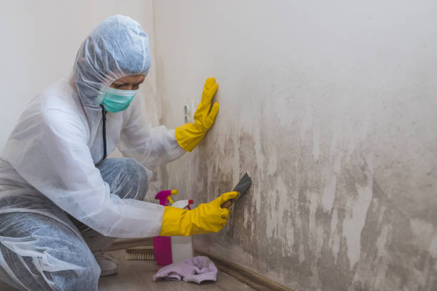 Ormond Beach, FL Mold Removal Company
