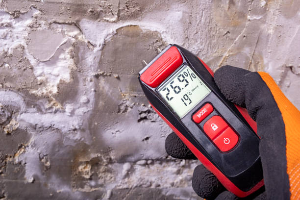 Best Mold Damage Repair  in Ormond Beach, FL