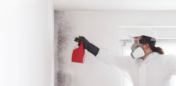 Best Toxic Mold Removal  in Ormond Beach, FL